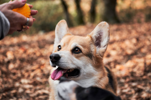 Welsh corgi Pembroke looks at ball in hands of human and smiles. Charming Tricolor Corgi is waiting for ball game with its owner. British shepherd dog. - Photo, Image