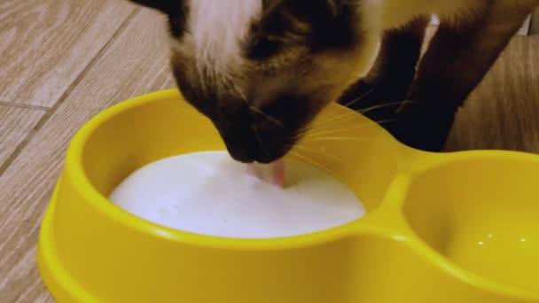 kattenconsumptiemelk - Video