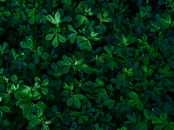 Fondo de hojas de color verde oscuro. - Foto, Imagen