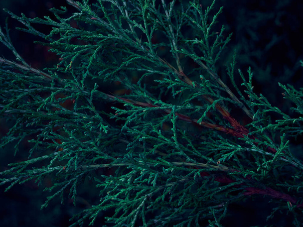 Зеленый фон ветвей туджи. - Фото, изображение