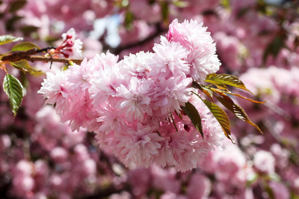 Nahaufnahme rosa Kirschblüten. Kirschbaum in voller Blüte. - Foto, Bild