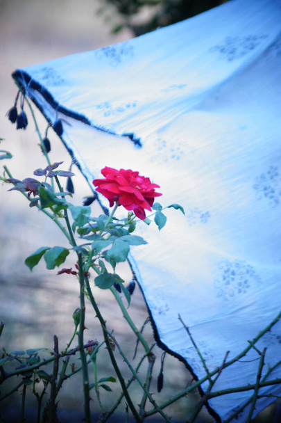rózsaszín rózsa képek, rózsaszín rózsa tapéta - Fotó, kép