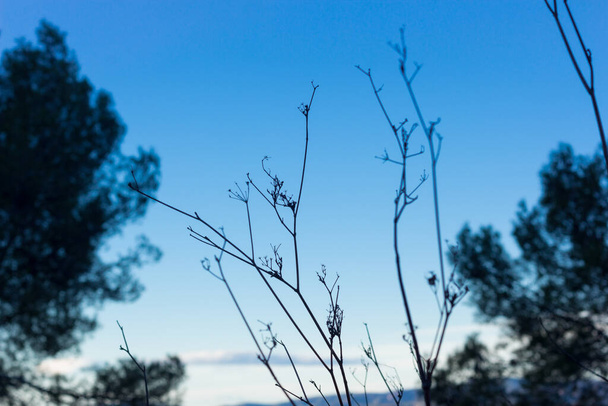 Arkadaki mavi gökyüzüne yakın bir çalılık. Bitki Akdeniz 'de kışın fotoğraflandı.. - Fotoğraf, Görsel