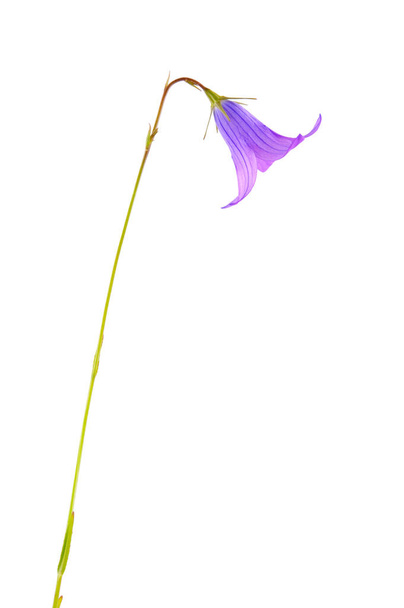 Bellflower (Campanula patula) isolado sobre fundo branco. - Foto, Imagem