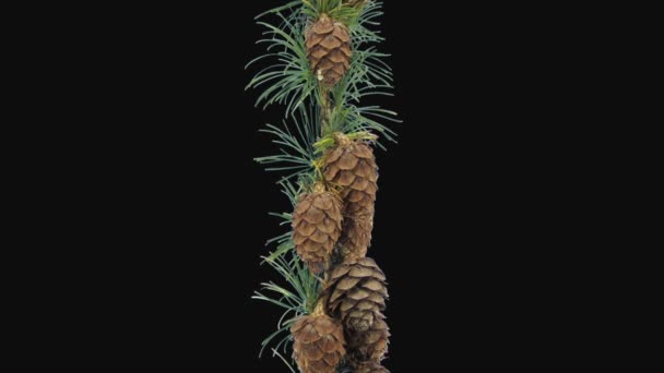 Time lapse of opening larch tree cone isolated on black background - Footage, Video