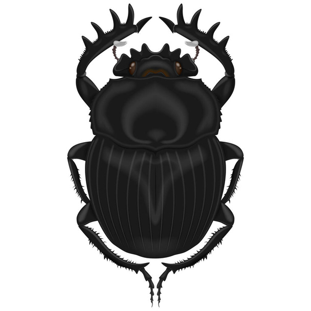 Disegno vettoriale di un insetto, scarabeo sterco, tutto su sfondo bianco - Vettoriali, immagini