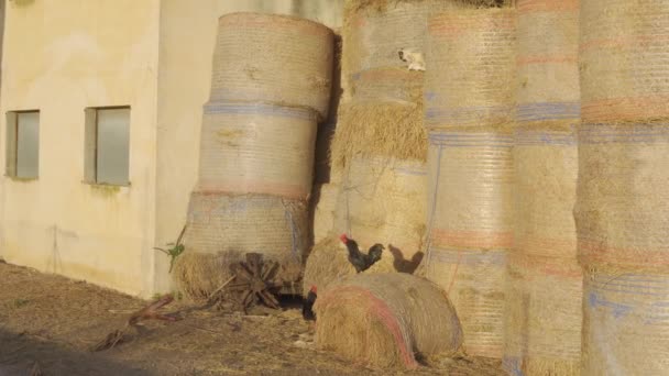 Zwei Hähne klettern im Morgengrauen auf einer großen Strohkugel in einem Gehege, das mit großen Strohballen gefüllt ist - Filmmaterial, Video