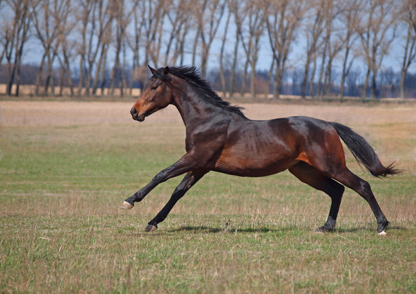 bruin paard lopende galop - Foto, afbeelding