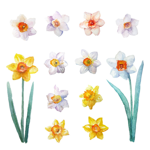 Akvarell tavaszi virág készlet. Különböző vektorrajzok nárciszról a tervedhez. Fehér alapon elszigetelve. - Vektor, kép