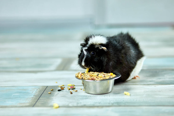 Domestic guinea pig or cavy eating dry grain food from metal bowl at home, domestic pet feeding cavy,  Funny pet, care concept - Photo, Image