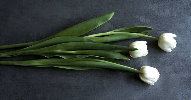white tulips with green leaves over gray background - Foto, immagini
