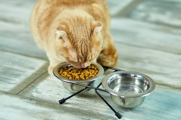 Adorable chat mangeant des aliments croquants secs dans un bol en métal près de l'intérieur à la maison. Concept de soins pour animaux domestiques, alimentation pour animaux domestiques - Photo, image