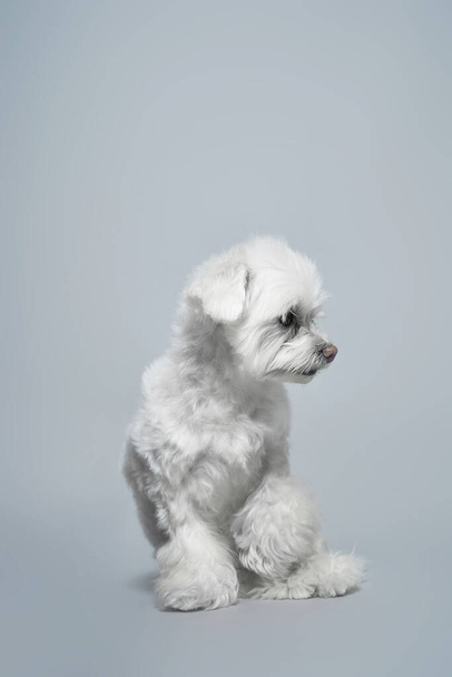 Chinês alegre cão de colo branco em um fundo cinza com espaço de cópia - Foto, Imagem