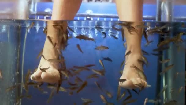 Kala pedikyyri Garra rufa kaloja 4K hidastettuna 60fps - Materiaali, video