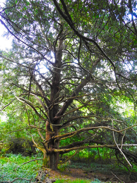 Uma árvore velha com numerosos ramos - Foto, Imagem