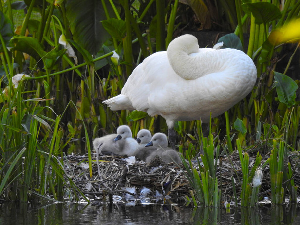 Cisne mãe e jovens cisnes no ninho - Foto, Imagem