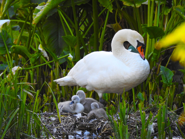 Madre cisne y pequeños cisnes en el nido - Foto, Imagen