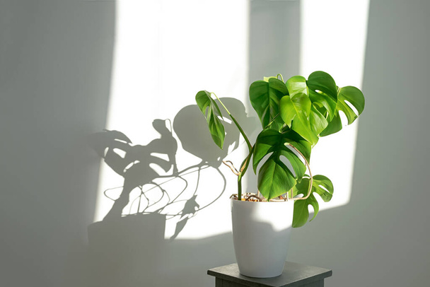 Monstera flower in a white pot on a grey background. The concept of minimalism. Monstera deliciosa or Swiss cheese plant in pot tropical leaves background. Daylight, harsh shadows . - 写真・画像