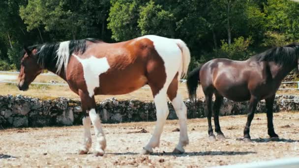 Pequeno rebanho de cavalos de fazenda em um curral tanto éguas como potros - Filmagem, Vídeo
