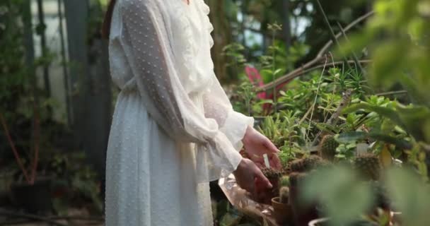 Jonge vrouw in witte jurk zorgt voor potted cactussen in oranjerie. - Video