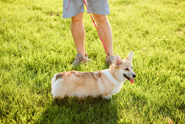 Man is walking outdoors with his dog. Welsh Corgi Pembroke on a lish with its owner on the green grass, lawn. - Valokuva, kuva