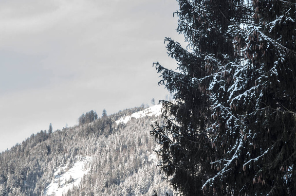 Bäume in einer Winterlandschaft an einem kalten Wintertag - Foto, Bild