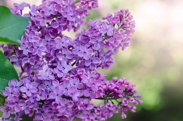Lilac flowers blooming in the spring garden. Lilac flower blossoms against blurred background, space for text. - Photo, Image