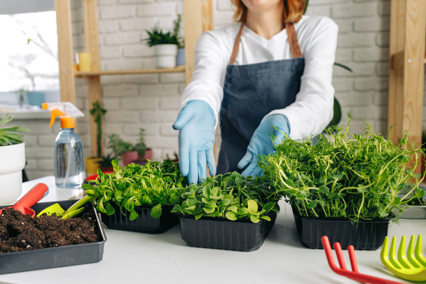 Unrecognizable gardener growing microgreens indoors close up - Foto, Imagem
