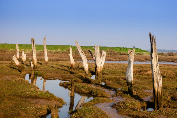 Bataklıktaki eski ahşap direkler, Thornham tuz bataklıkları, Kuzey Norfolk Sahili, İngiltere, İngiltere - Fotoğraf, Görsel