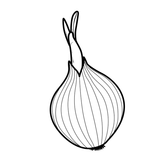 Sprouted long onions linear drawing on white background - Вектор,изображение