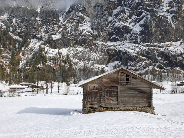 Ovejas en Lauterbrunnen pueblo en el distrito de Interlaken Oberhasli en el cantón de Berna en Suiza. Valle de Lauterbrunnen en invierno. - Foto, imagen