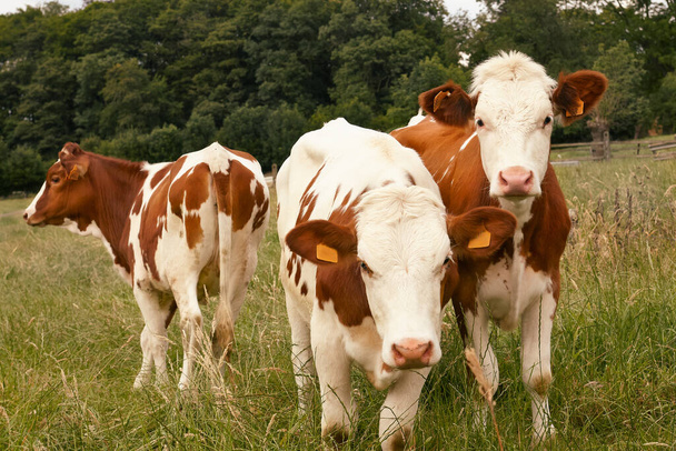 Tres vacas lecheras en el prado de Flandes Ardenas flamencas Bélgica - Foto, imagen