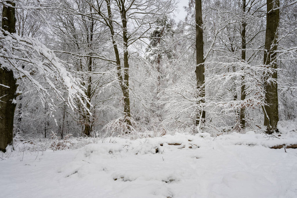 Un árbol cubierto de nieve un frío y crujiente día de invierno en un bosque. Foto de Eslov, Suecia - Foto, Imagen