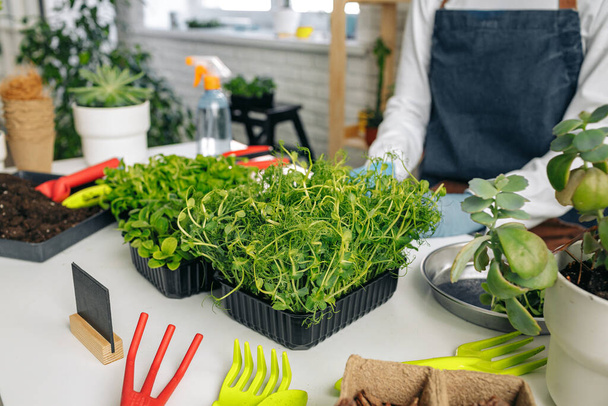 Unrecognizable gardener growing microgreens indoors close up - Foto, Bild