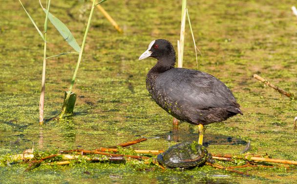 Eurasian coot, Fulica atra. A bird stands on a cane stalk in the middle of a pond, next to it a marsh turtle is basking in the sun - Fotoğraf, Görsel