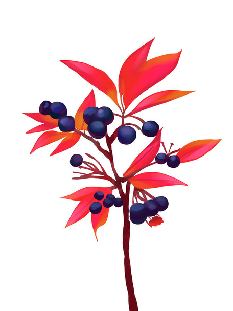 botanical illustration of plants drawingthin branch with red leaves and purple berries. Hand-drawn exotic fauna. Set of red plants. clipart for game design. tree in autumn with berries - Foto, Imagem