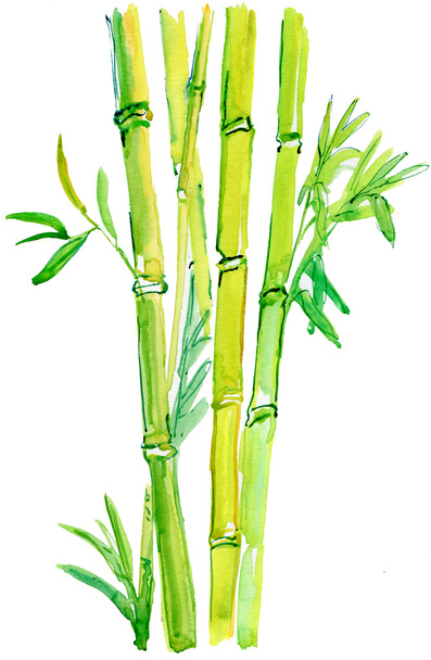 bambus větev. - Fotografie, Obrázek