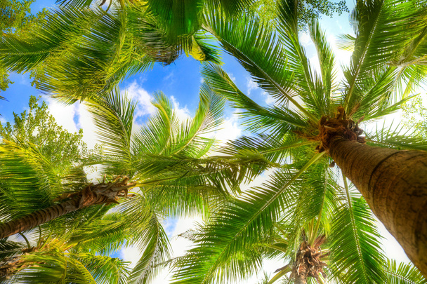 Дерево пальми
 - Фото, зображення