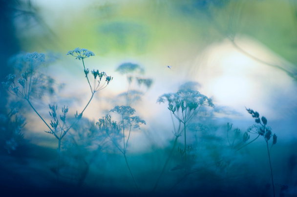 Cow parsley in the meadow, defocused bokeh background and foreground - Photo, Image