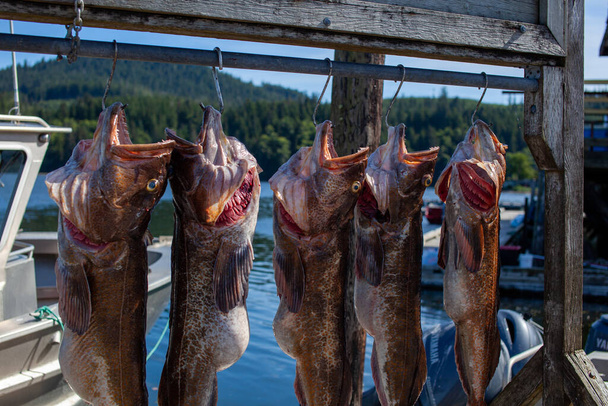 Vijf Pacifische kabeljauw hangen aan een viswarf in het stadje Winter Harbor, British Columbia - Foto, afbeelding