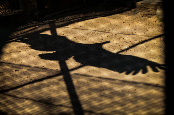 silhueta preta de falcão voador atrás da grade de gaiola metálica grande em aviário coberto no parque zoológico nacional - Foto, Imagem
