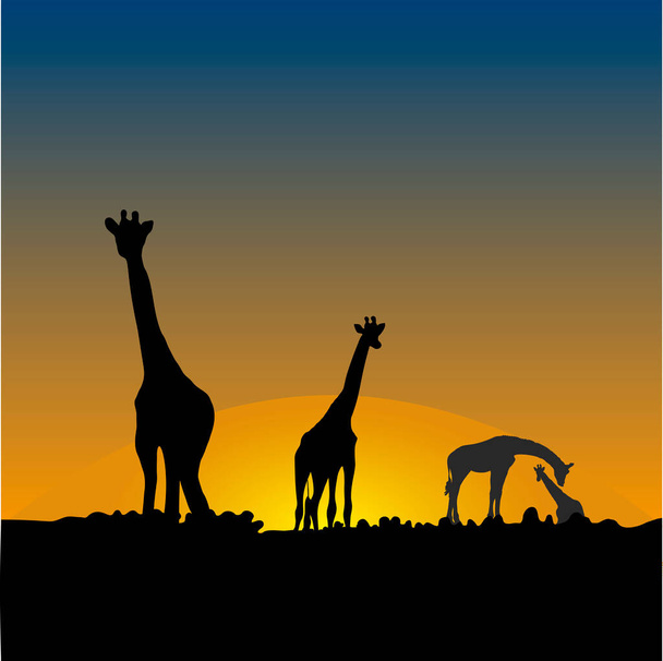  Жирафи в африканській савані на заході сонця. - Вектор, зображення