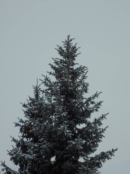 Pungente, blu o abete rosso del Colorado (Picea pungens Engelm.)           - Foto, immagini