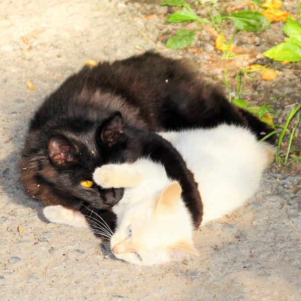 White and black kittens huddle together in the bright sun. - Фото, изображение