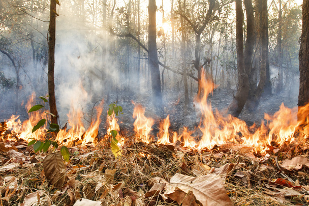 Destroyed by burning tropical forest ,Thailand - Photo, Image