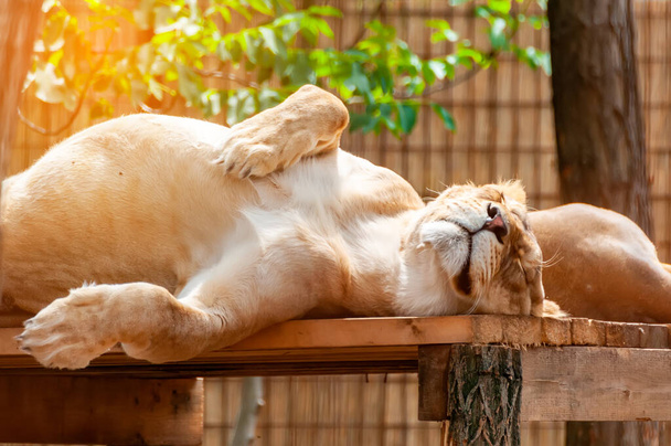 Egy alvó nőstény oroszlán képe, nőstény oroszlán. - Fotó, kép