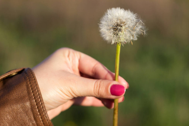 Fluffy dandelion flower in hand among the field. Young woman holds Dandelion in hand with pink manicure. Spring, background - Photo, Image