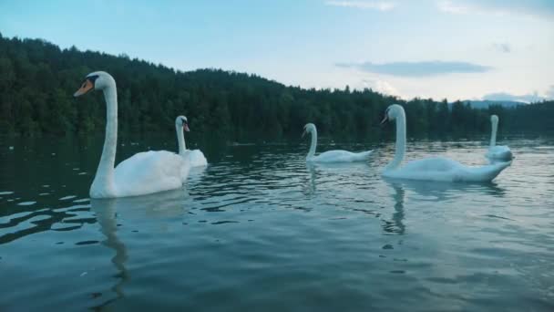 Μια ομάδα κύκνων σε μια λίμνη. Οικογένεια Swan - Πλάνα, βίντεο