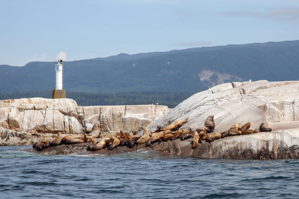 Een grote groep Californische zeeleeuwen zonnen op een rots voor de kust van Brits Columbia. - Foto, afbeelding