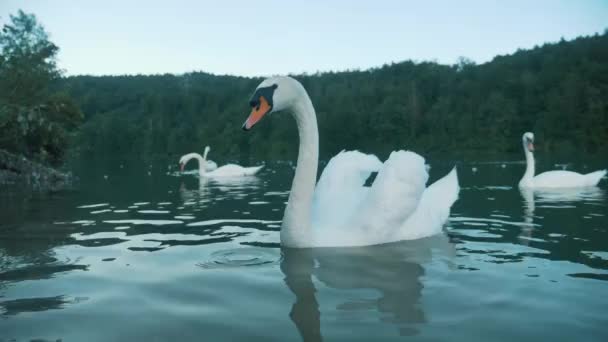 Μια ομάδα κύκνων σε μια λίμνη. Οικογένεια Swan - Πλάνα, βίντεο